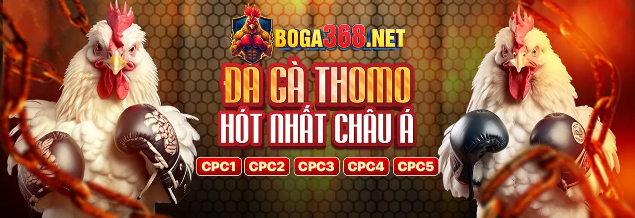 Đá gà trực tiếp Thomo123 kịch tính